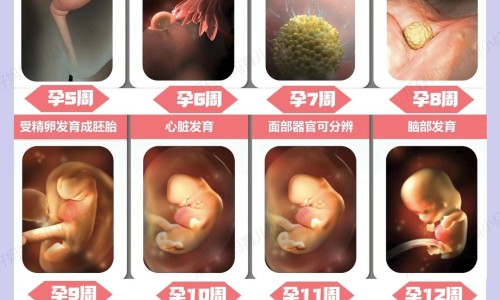 菊三七图片及功效专区_菊三七药治病配方专区_菊三七药材图片网